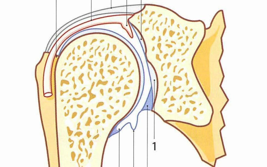 【骨关节功能解剖学】肩关节|关节内的肱二头肌长头腱哔哩哔哩bilibili