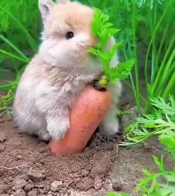 小兔子吃胡萝卜09真可爱