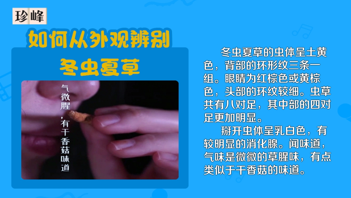 瞧仔细了,教你如何辨别真假虫草哔哩哔哩bilibili