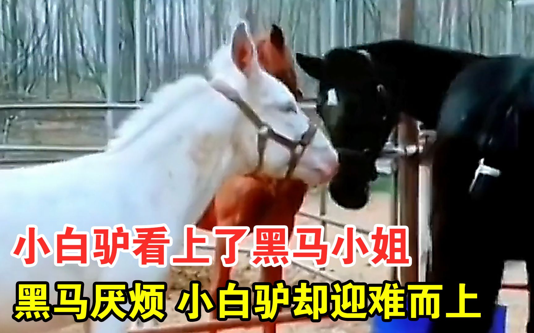 黑马不断踹小白驴,小白驴却迎难而上,这是为什么?