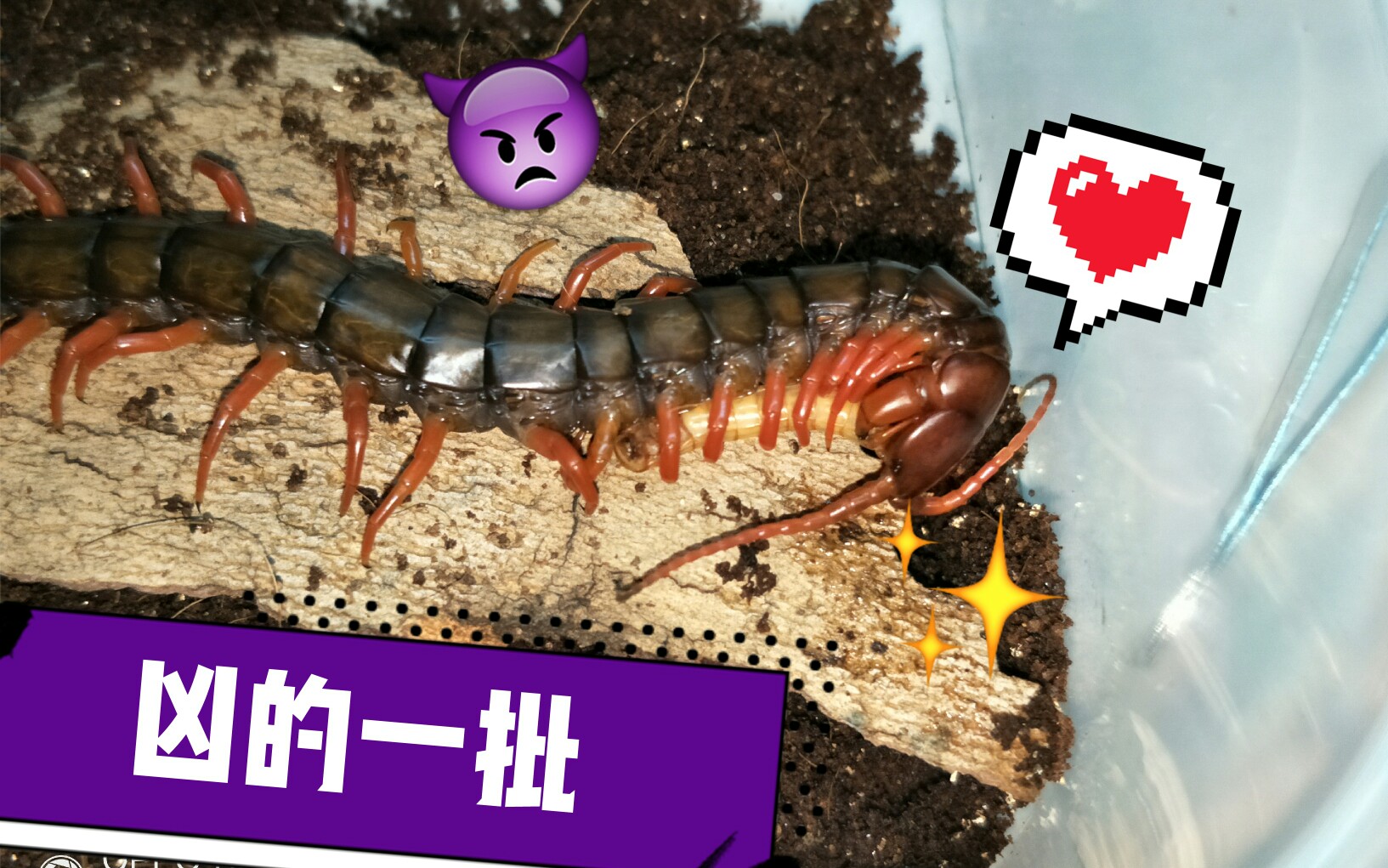 [红多棘蜈蚣]日常喂食视频