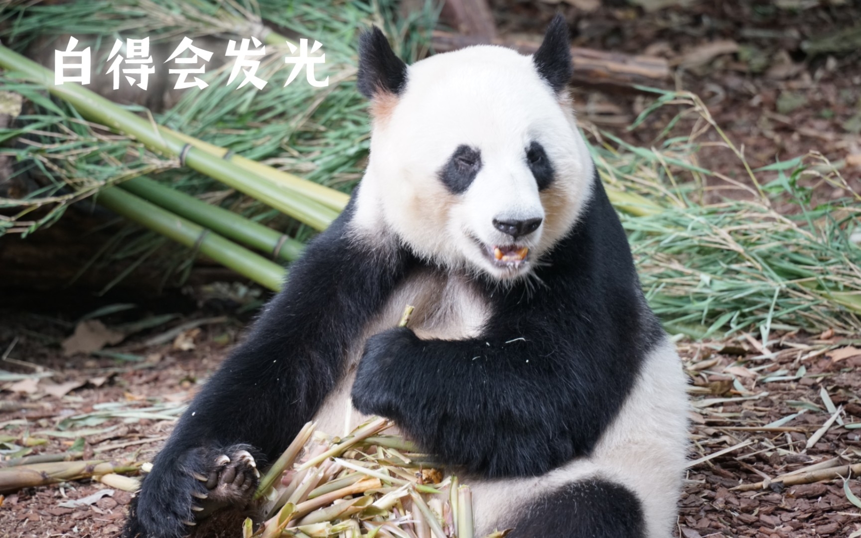 [图]【大熊猫成功】现场见过成功妈妈，才知道什么叫白得会发光！愿你永远健康，永葆青春。（摄于2022.7）