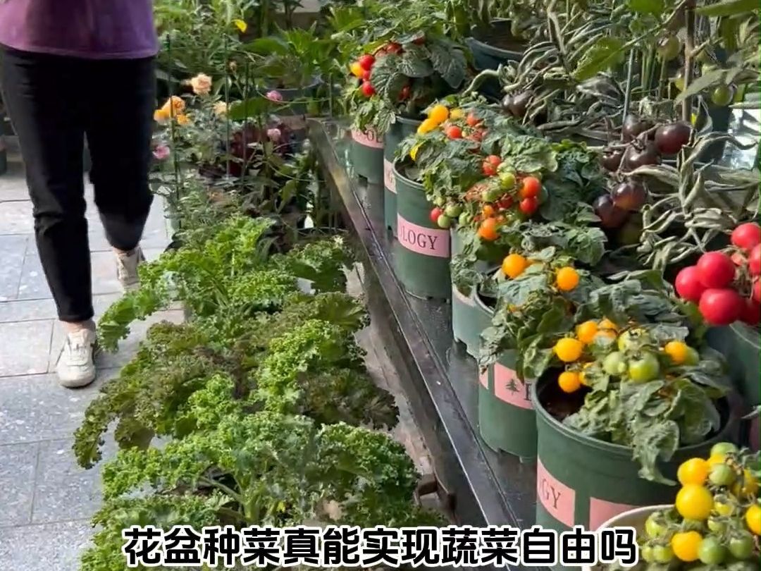 花盆种菜能实现蔬菜自由吗?哔哩哔哩bilibili