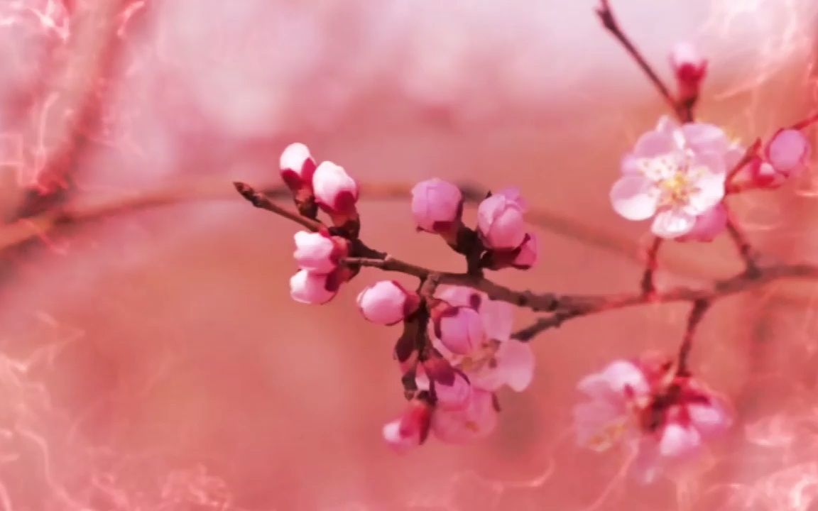 [图]桃花红杏花白+沂蒙山小调+只有山歌敬亲人-e中人