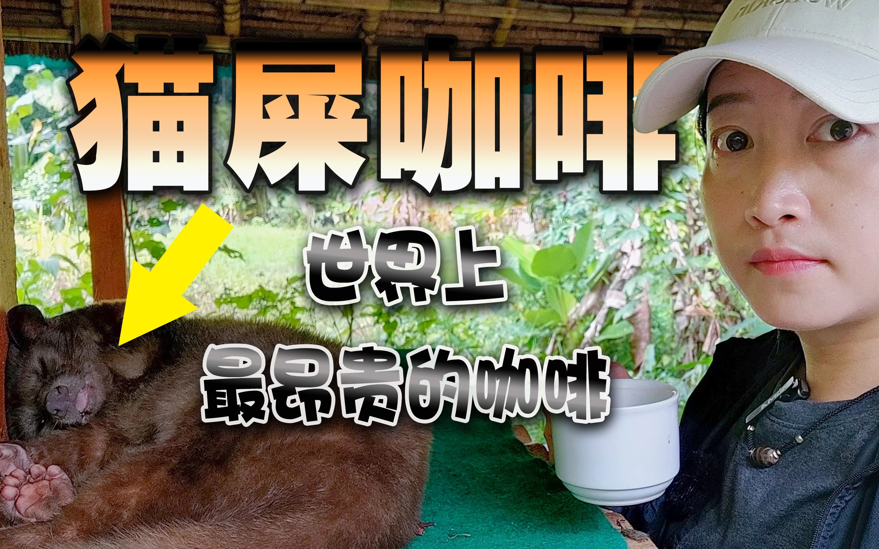 挑战印尼猫屎咖啡,奢侈重口味饮品,真有猫屎吗?好喝吗?