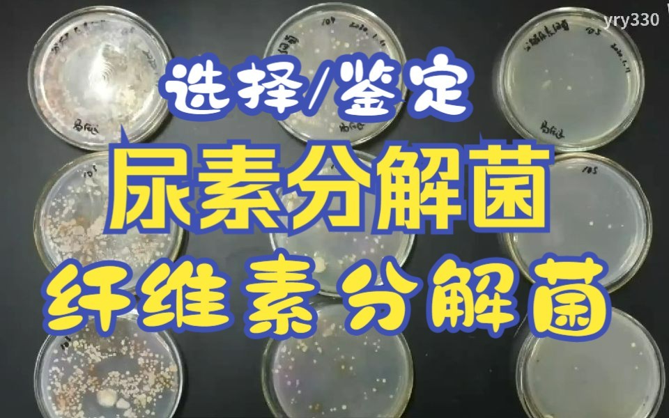 【高中生物选修一】6.尿素分解菌、纤维素分解菌哔哩哔哩bilibili