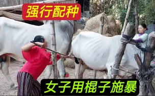 Video herunterladen: 配种全过程