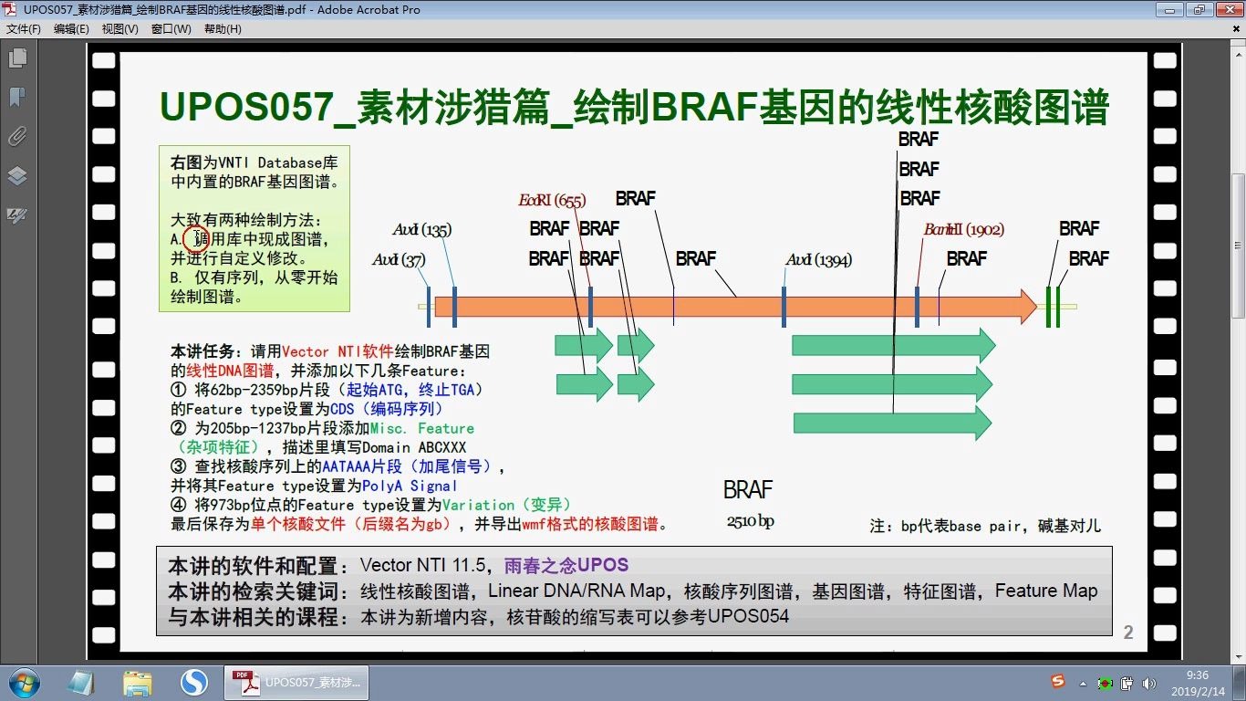 UPOS057素材涉猎篇绘制BRAF基因的线性核酸图谱哔哩哔哩bilibili