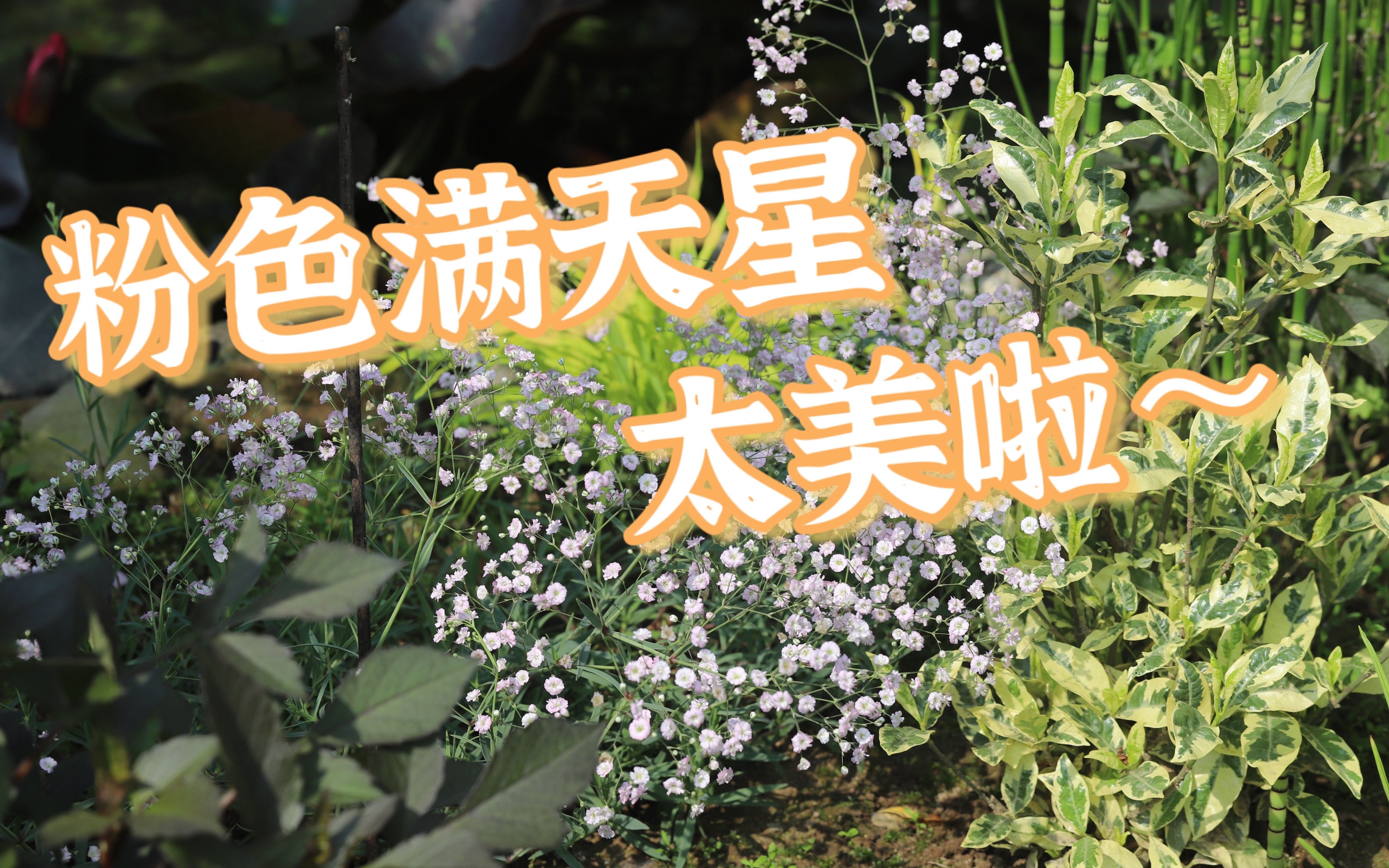 [图]【花园工作日5.15-5.21】欢迎新成员加入！粉色满天星开啦，蝴蝶花毛茛的爪子大丰收，个个超肥美！