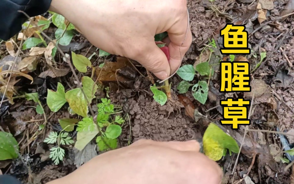 野菜鱼腥草,多少川渝人的最爱!哔哩哔哩bilibili