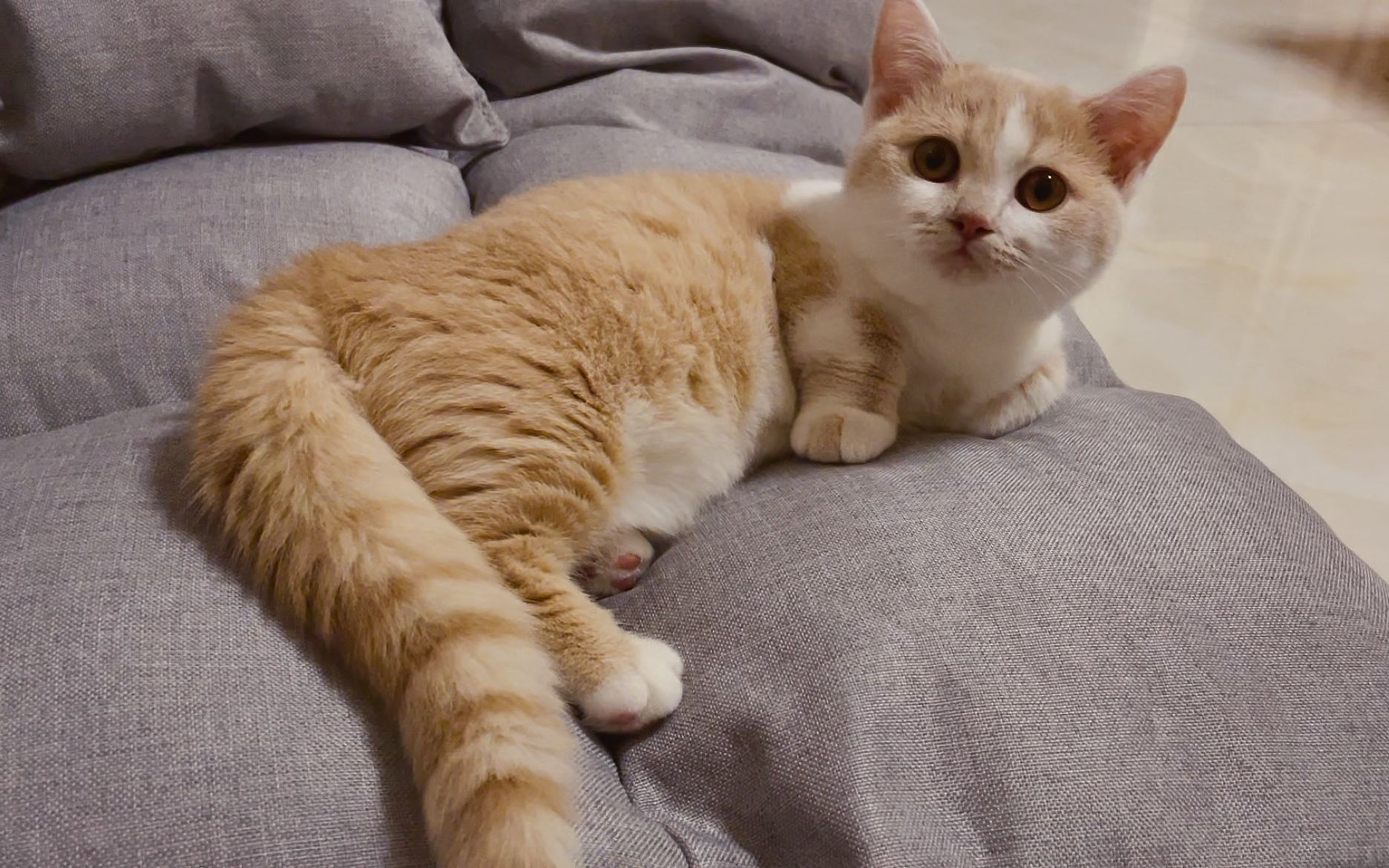 死都不站的短腿小猫咪