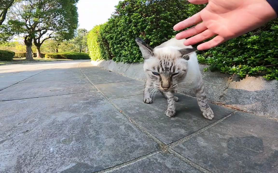 [图]爱猫人士欢欣鼓舞! 秘密公园里有疗伤。