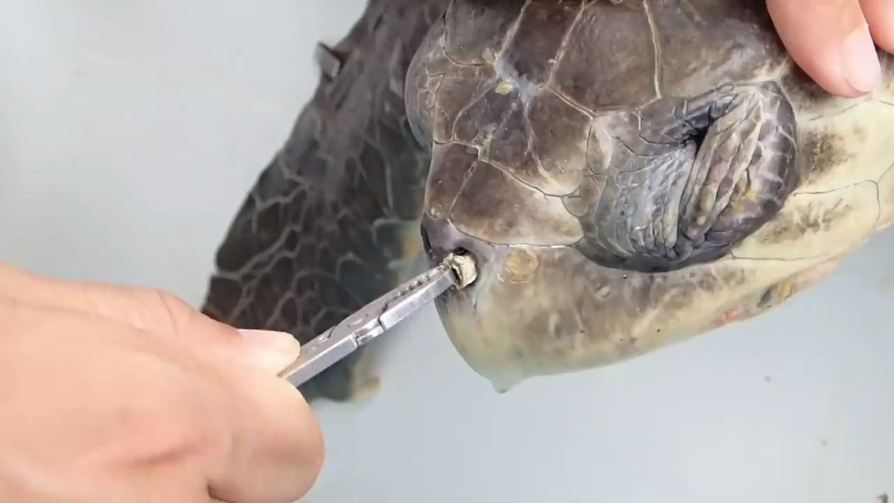 心疼救援被吸管堵住鼻子的海龟海洋问题刻不容缓