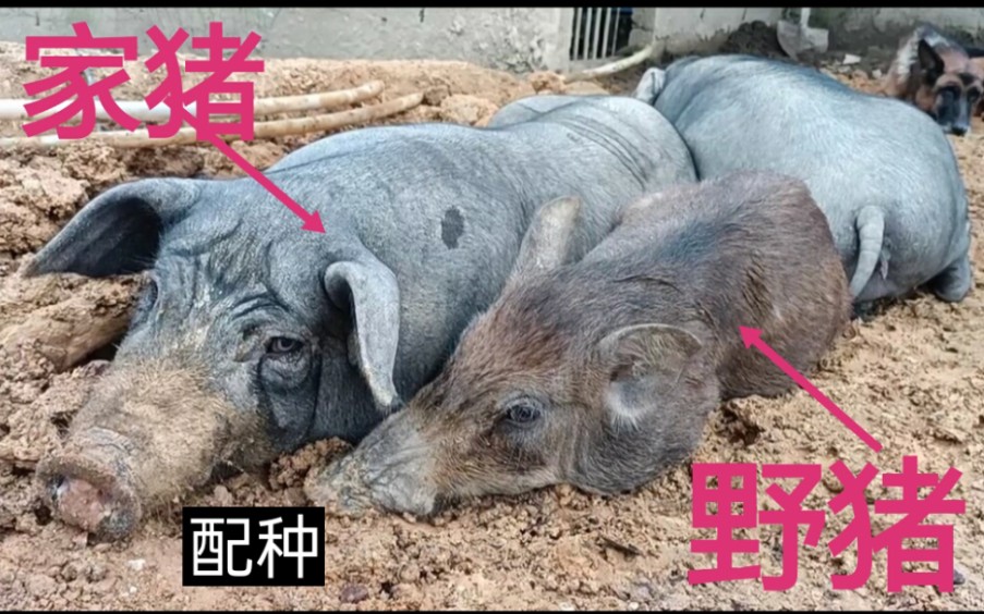 养殖场小伙要野猪给家猪配种能成功吗