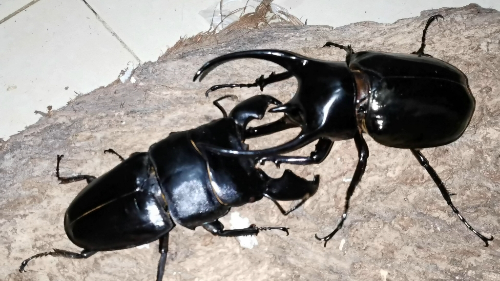 巨扁两兄弟拷打恶霸南洋ccj