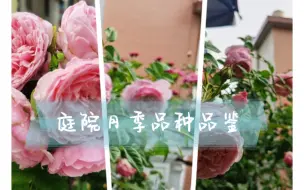 Download Video: 一周过半，歇歇吧！一起来看漂亮的花花。