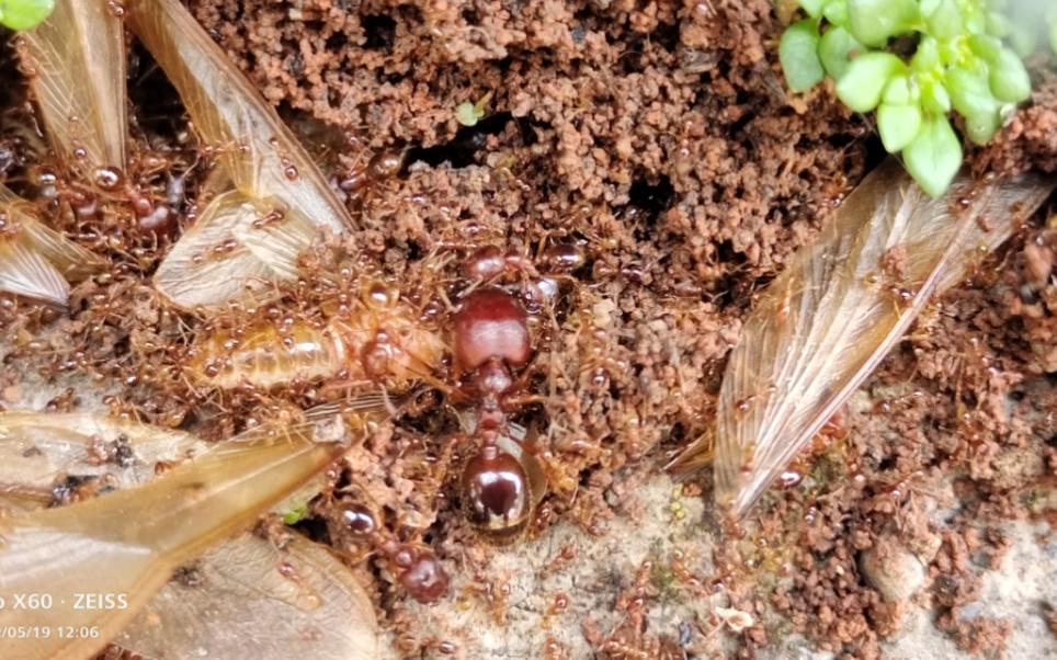 准备野采几窝,大黑沟盲切叶蚁?