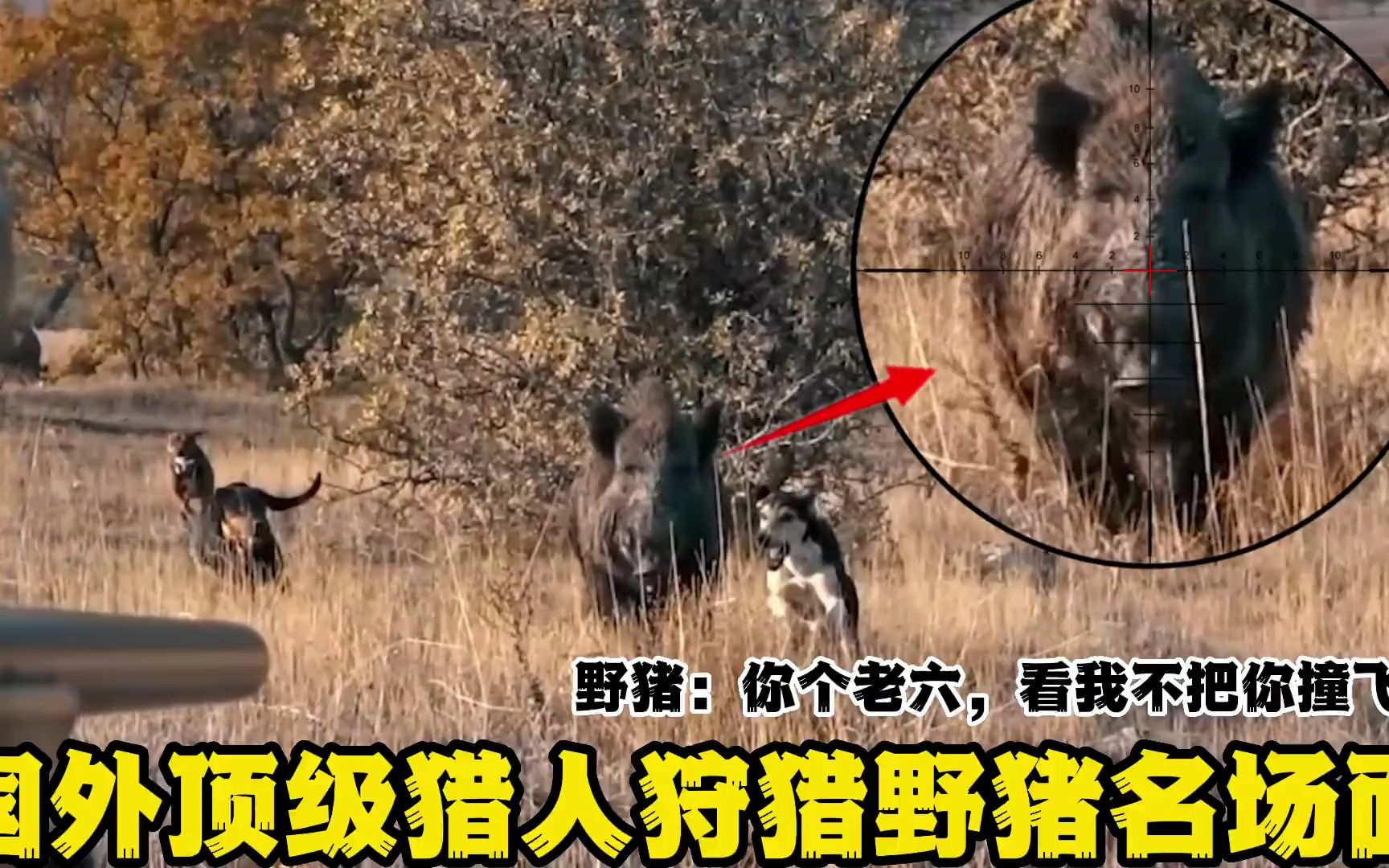 [图]土耳其野猪泛滥，一群猎人化身老六到处埋伏，打得大野猪措手不及