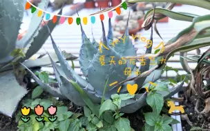 下载视频: 【第503期】夏天的龙舌兰大母本