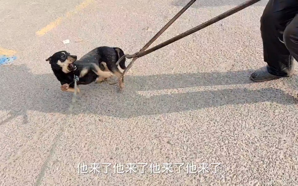 [图]恶犬狗市行凶接连后空翻，咬得格子哥手破血流，情急拿大夹子收服