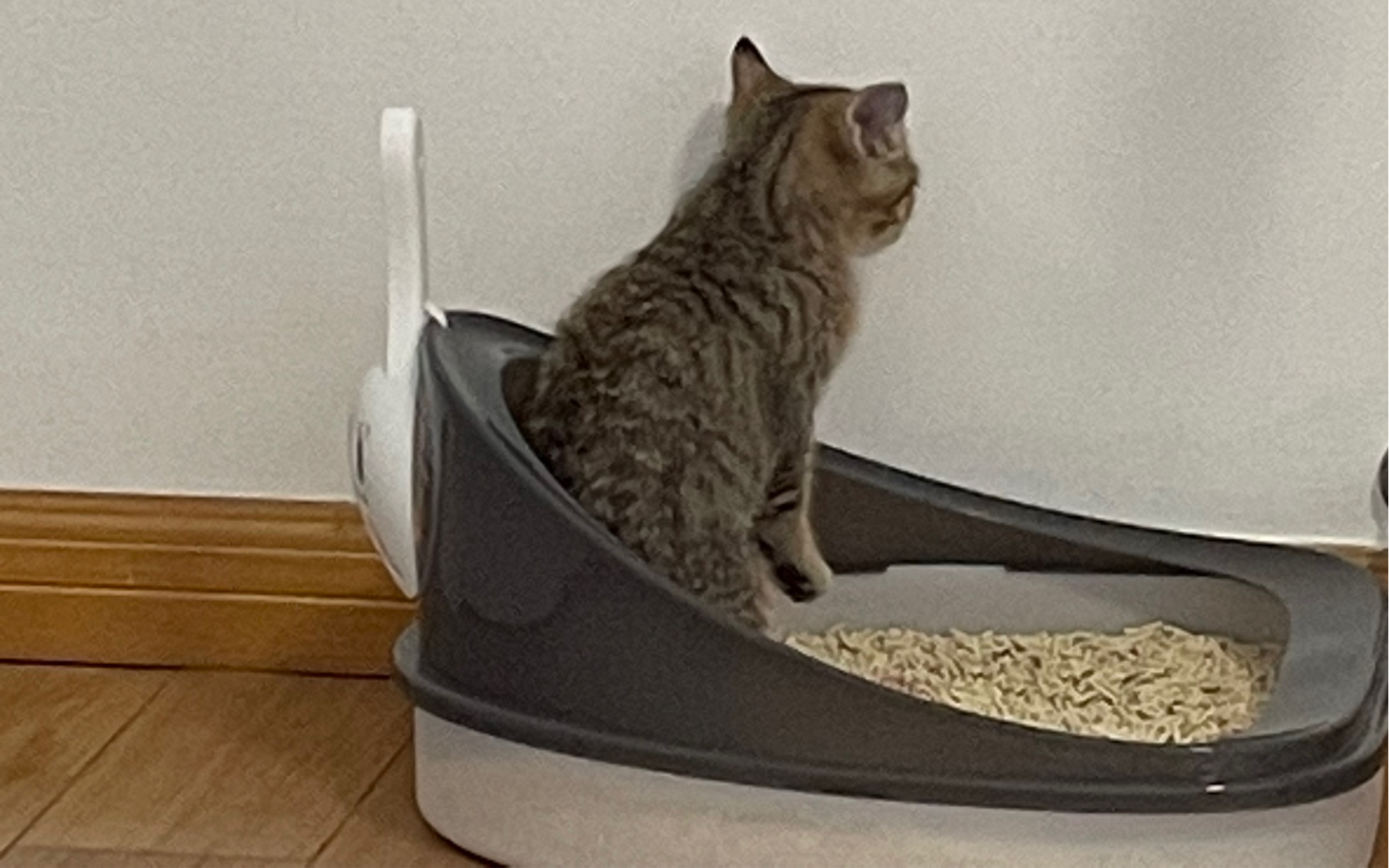 站着拉屎的小猫咪,我也是第一次见呢!