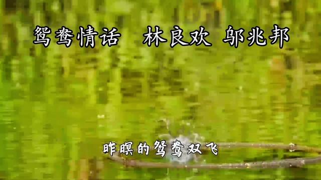 閩南語歌曲大全 #閩南語歌曲 #閩南歌曲 #閩南歌 #鴛鴦情話