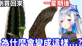 Usa替え歌 Ppt 天音かなた天音彼方 哔哩哔哩 Bilibili