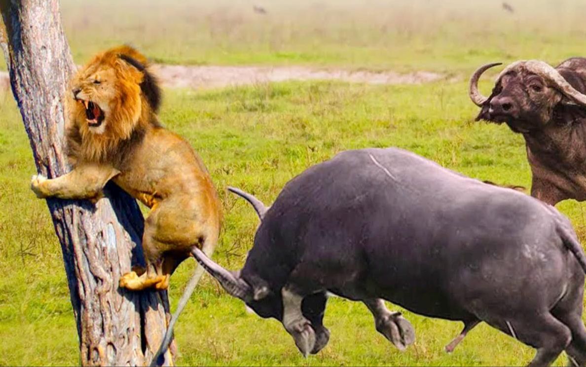 高清实拍狮子被虐,惨遭百头非洲野牛"群殴",被斑马一脚踢残!