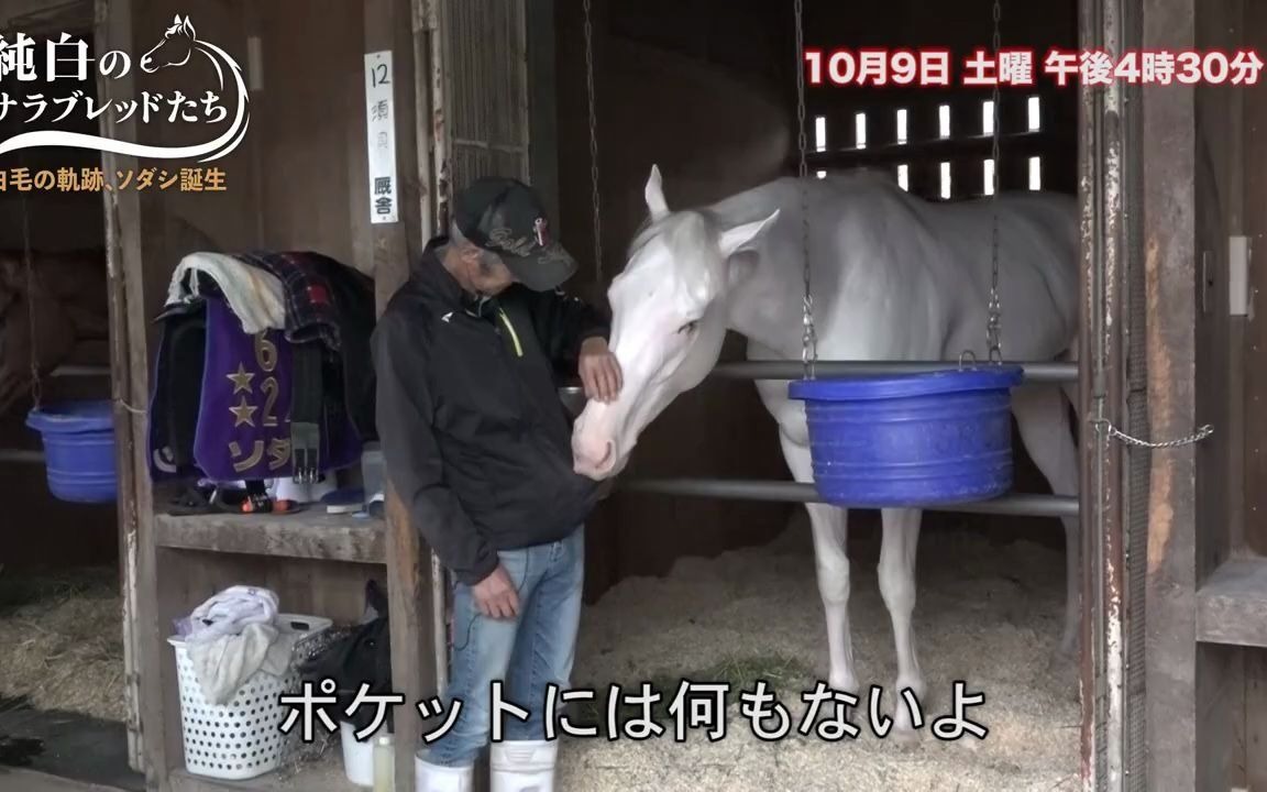 [图]【赛马】不停对今浪老爷子撒娇的纯洁光辉 ソダシ 苏妲己