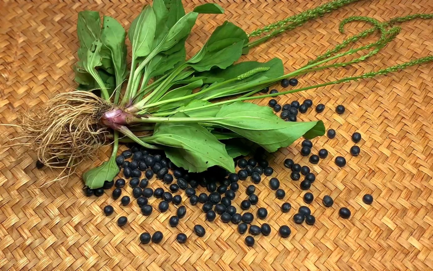 车前草配点黑豆,老一辈的智慧结晶,很多人还不知道,实用省钱