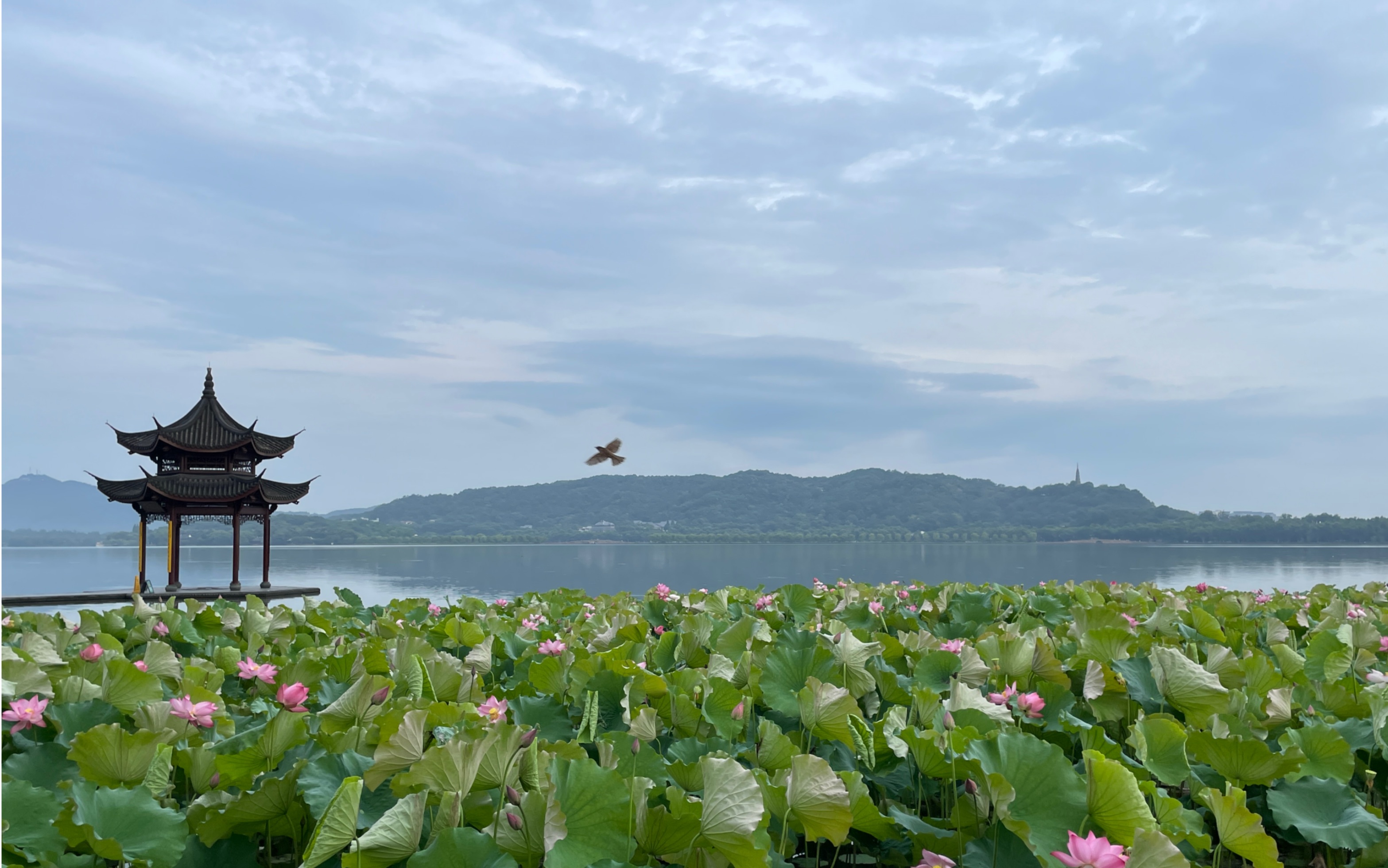 清晨的西湖2023.