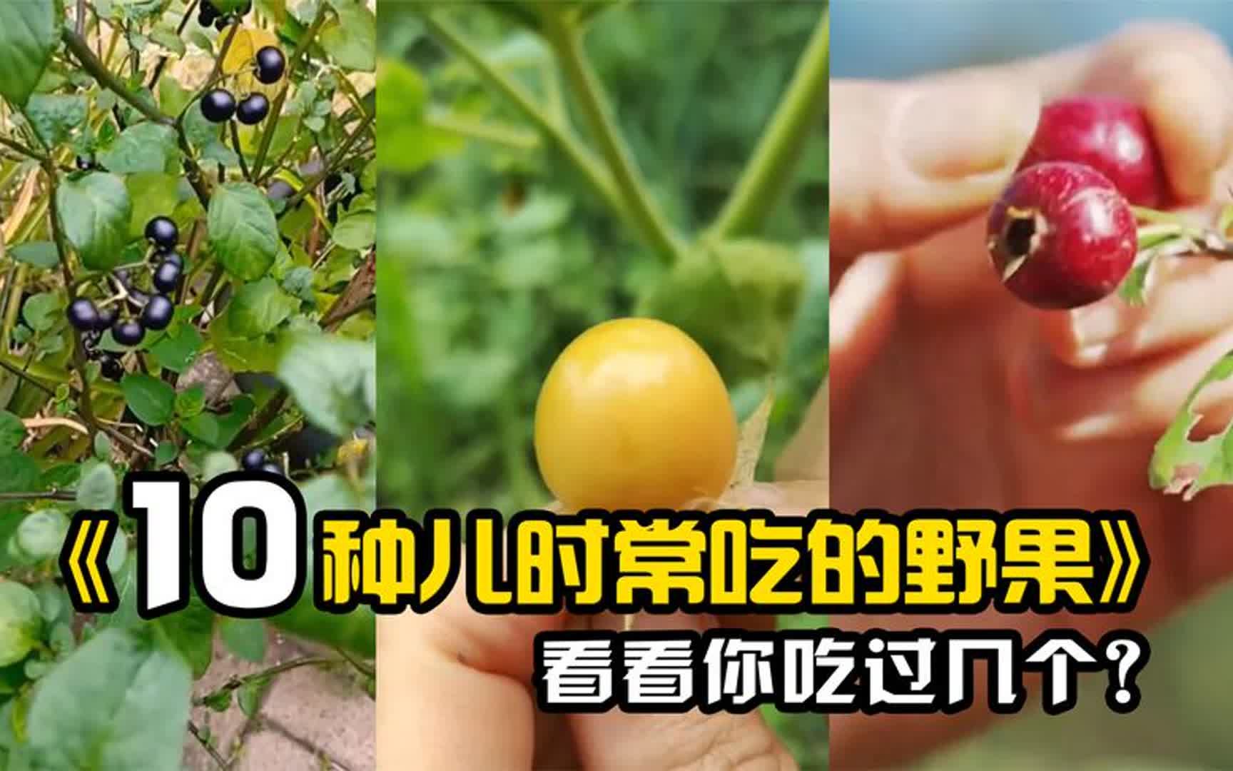 10种儿时常吃的野果,看看你还认识几个?哔哩哔哩bilibili