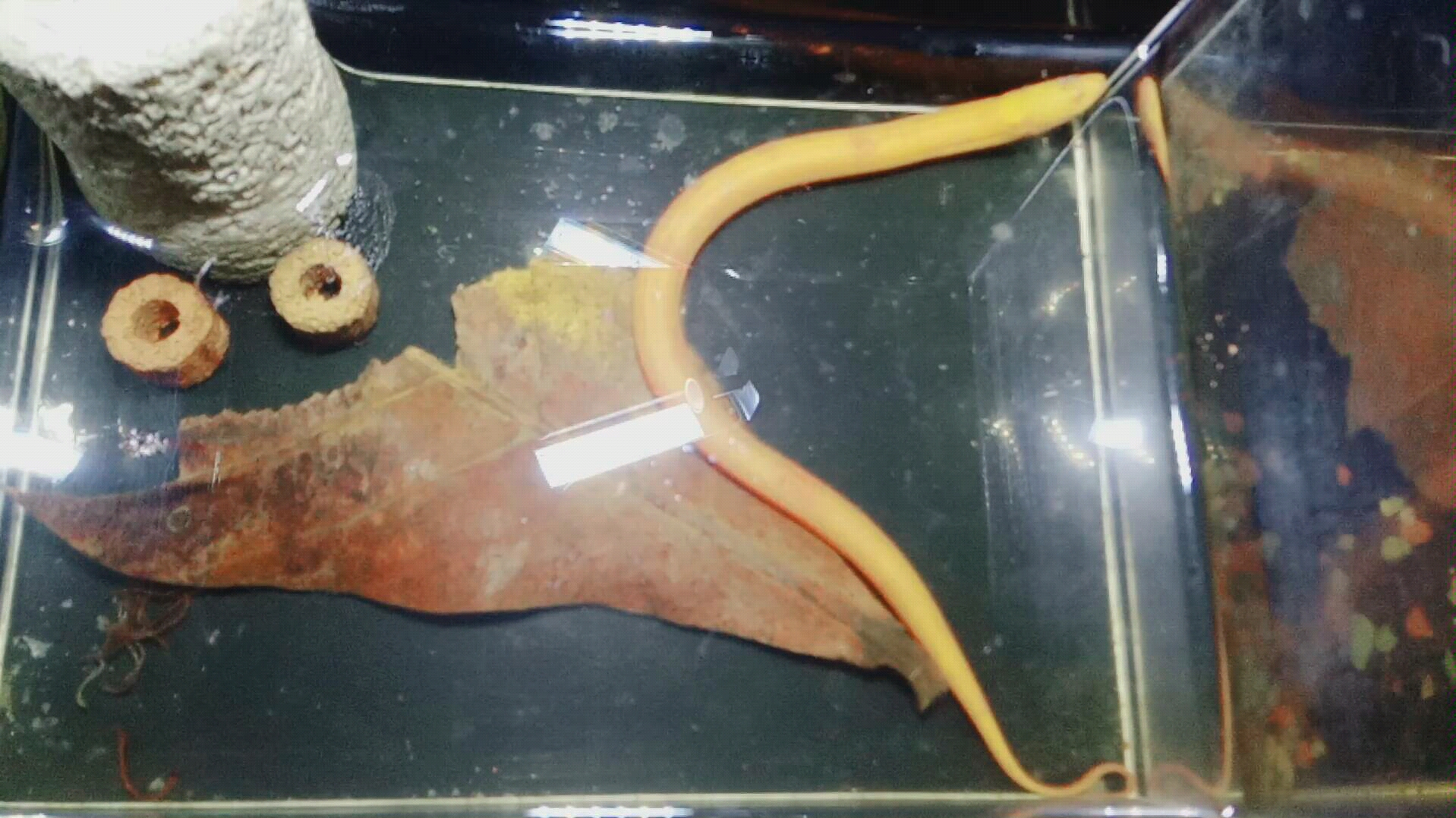 【白化皮皮鳝】菜市场里的稀客.