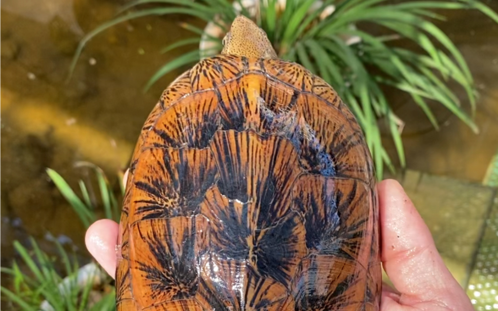 种龟池里最爱的眼斑种母之一,犹如一幅竹叶国画,百看不厌