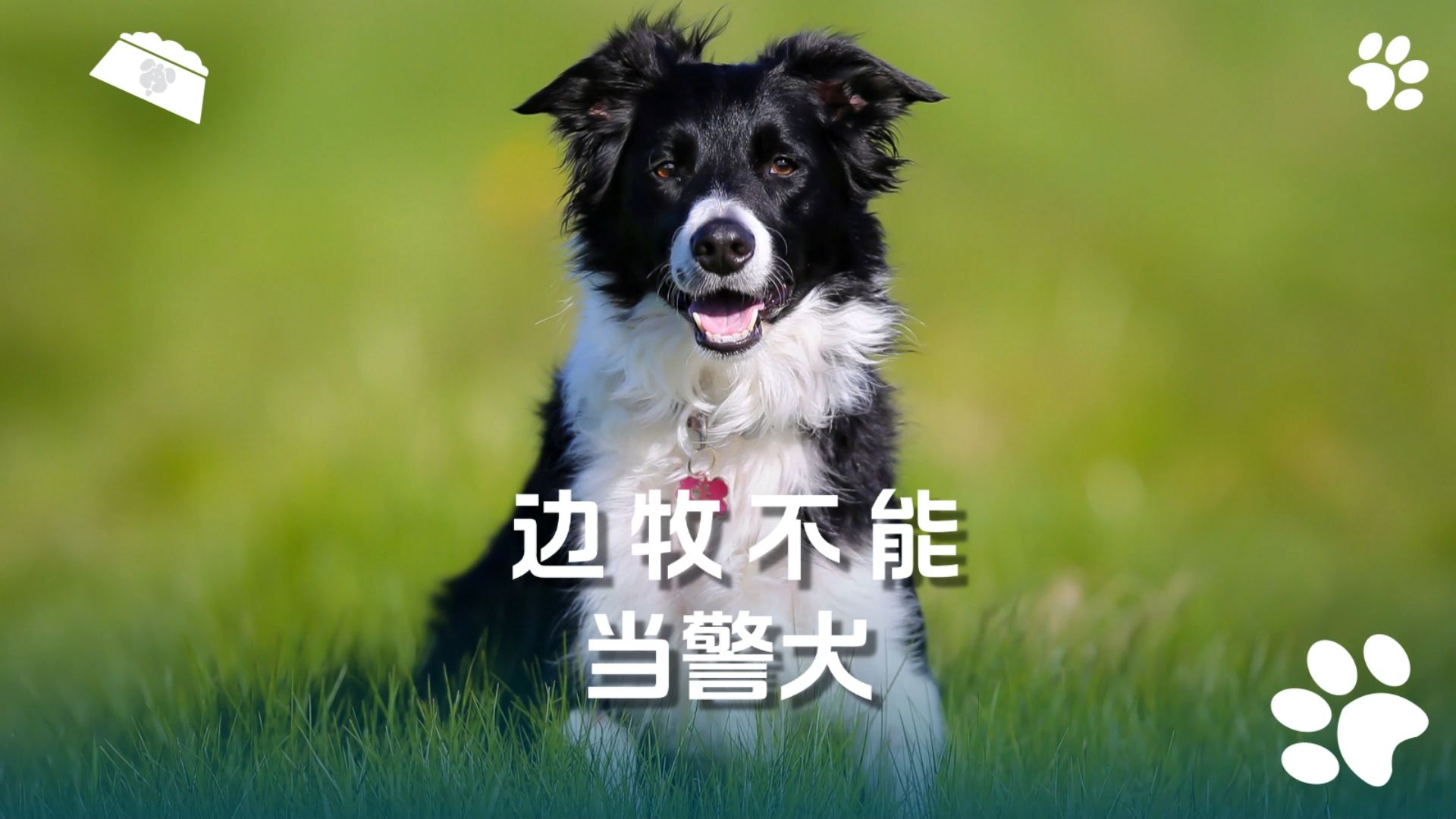 边牧不能当警犬,是有原因的