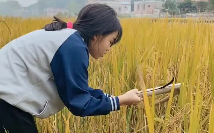 今天给你们分享一个割稻谷的妹儿 你们那边是怎么割稻谷的收获的季节  Join哔哩哔哩bilibili