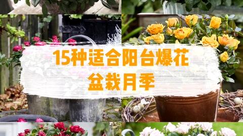 15种适合阳台盆栽爆花月季品种推荐 哔哩哔哩 Bilibili 15种适合阳台盆栽爆花月季品种推荐 哔哩哔哩 Bilibili