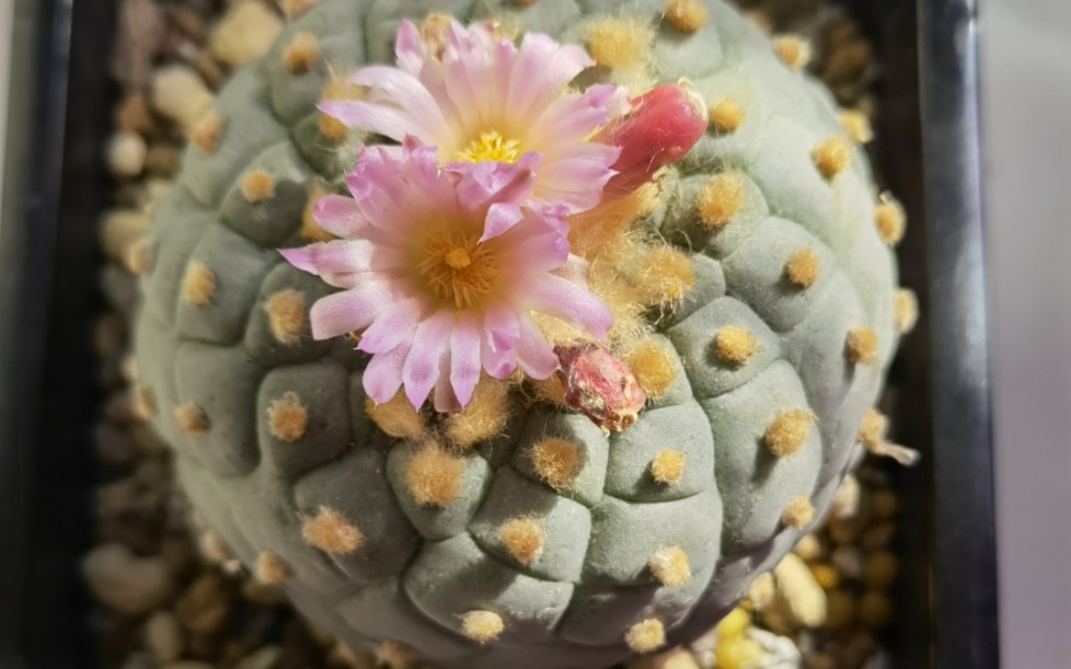 仙人球 鱼 欣赏