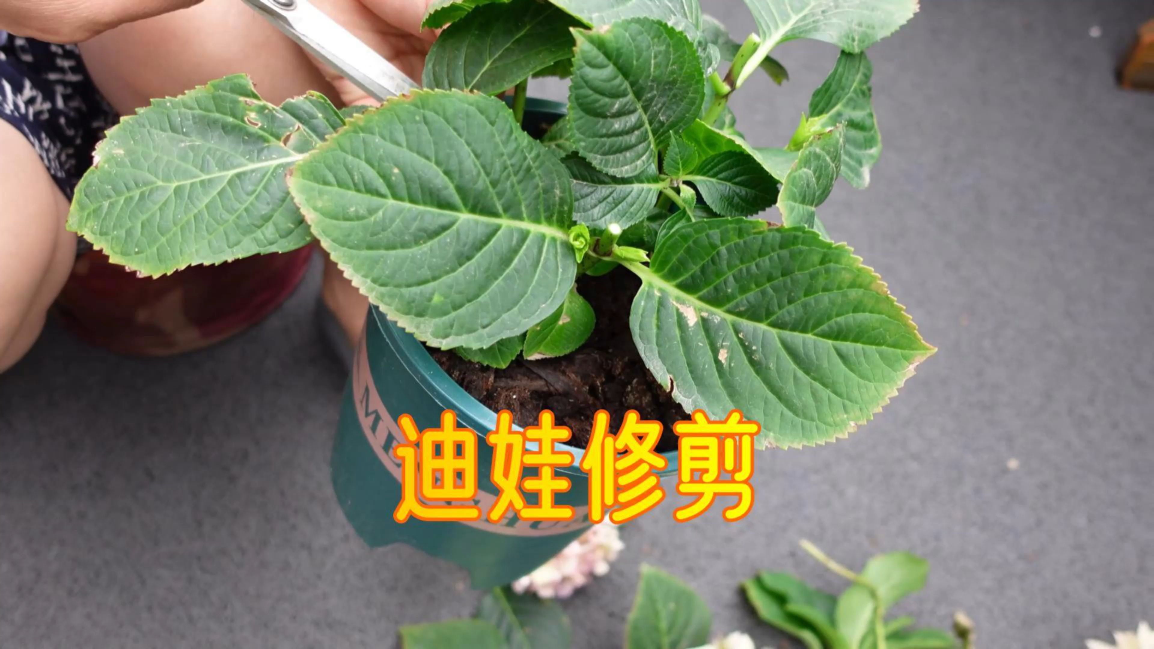 用新品种“迪娃”绣球做实验,看看第二波花能不能开好?哔哩哔哩bilibili