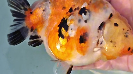 河北兰寿金鱼养殖场换水中!