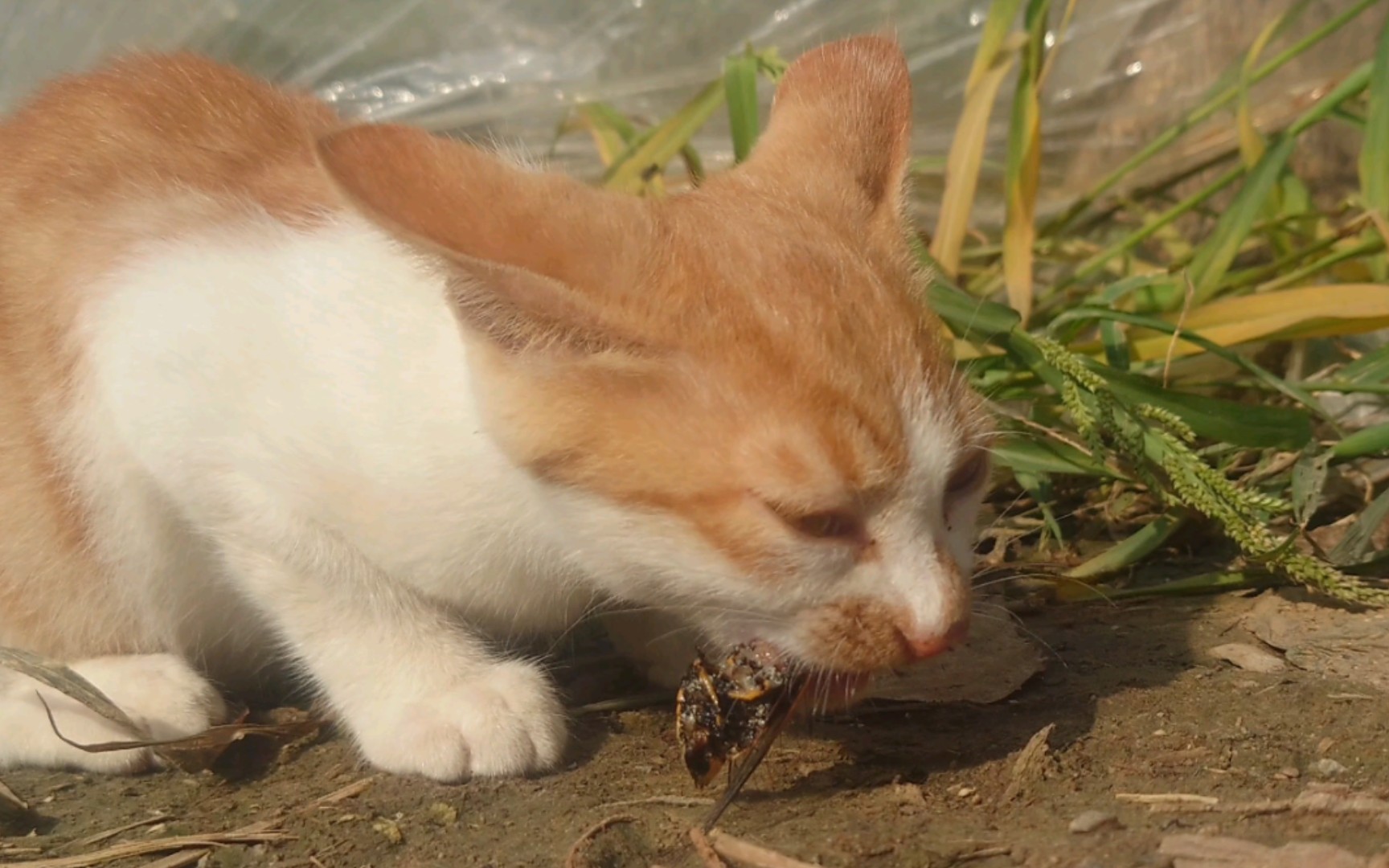 知了x先生卒于2022年夏某猫之口