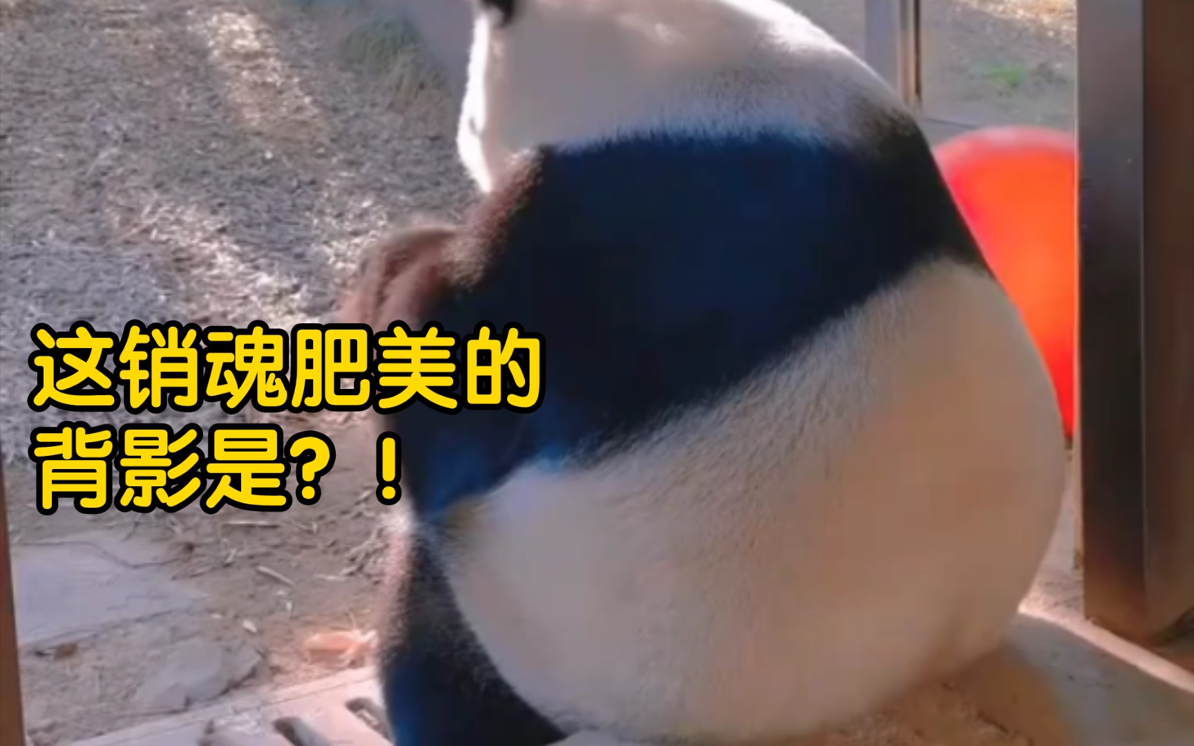 这销魂肥美的背影是?是飞云呐!