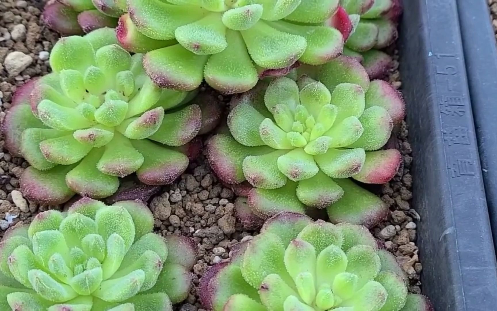 「多肉礼」#多肉植物# succulent plants  零下2度,多肉的极限突破.