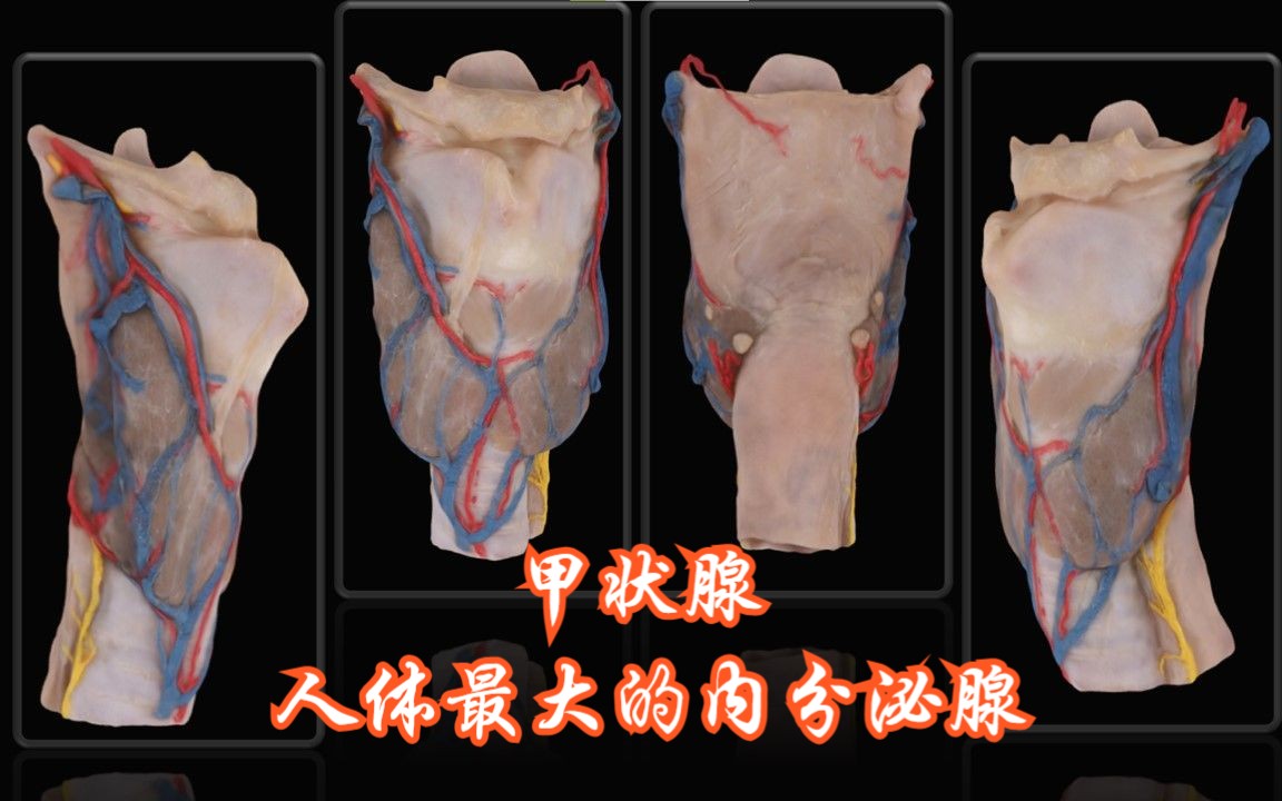 人体最大的内分泌腺:甲状腺哔哩哔哩bilibili