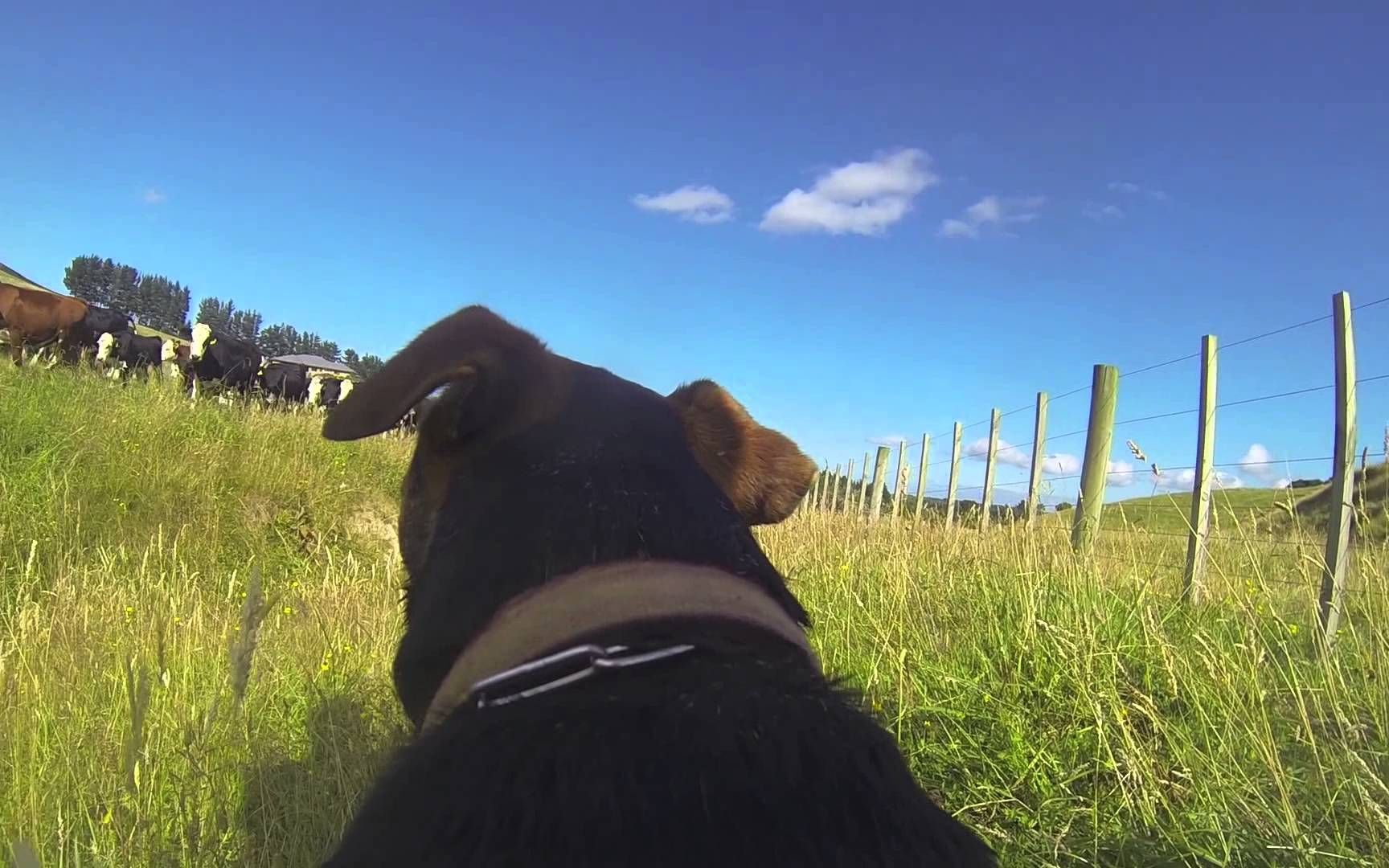 农场放牛狗的gopro视角