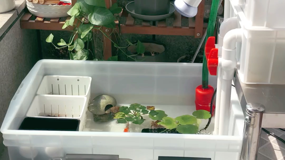 滴流过滤整理箱养龟简洁舒适