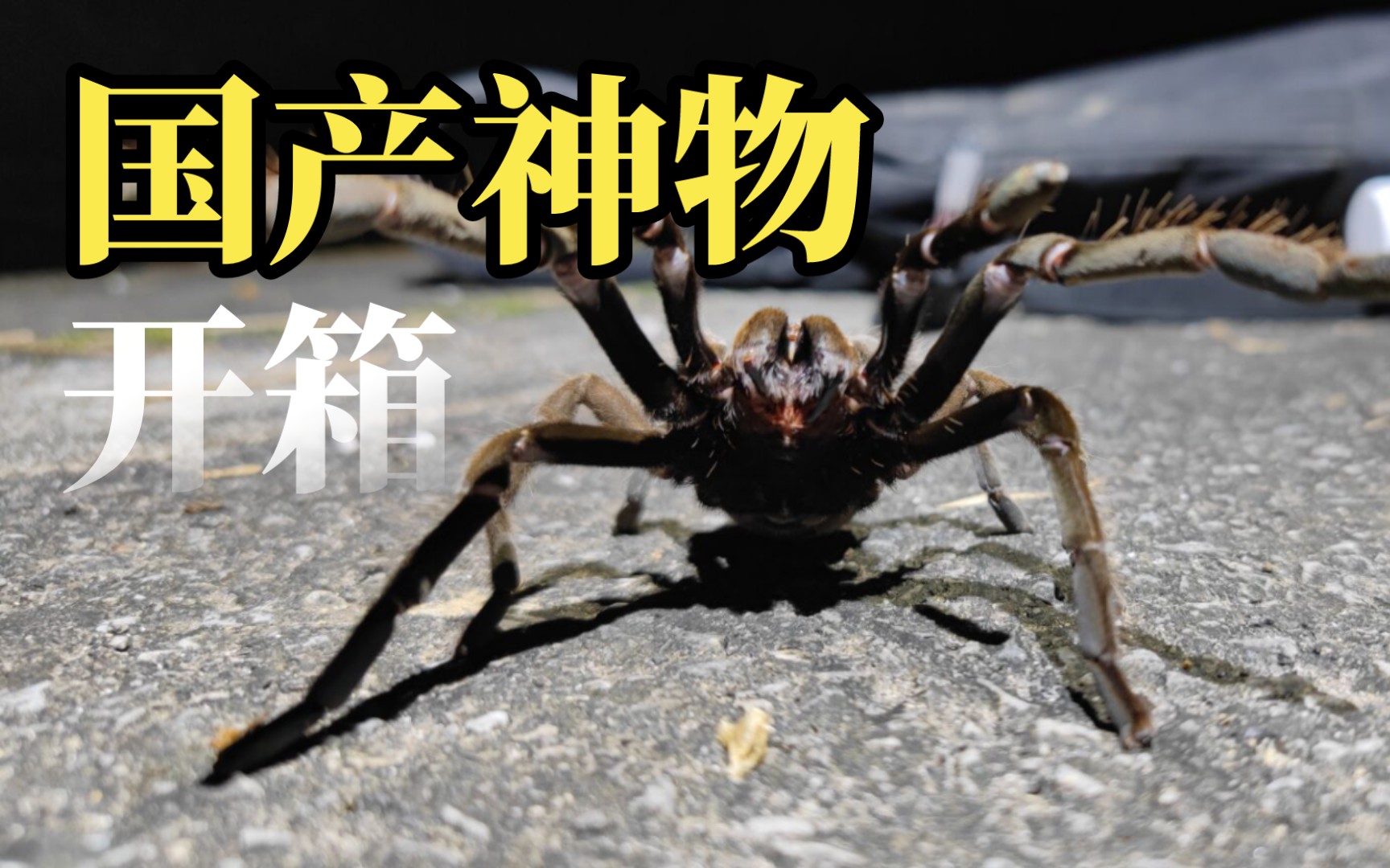 国产神物开箱,荔波缨毛捕鸟蛛