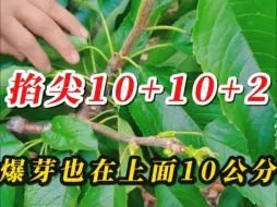 Download Video: 樱桃树掐尖，10+10+2一定要执行，太短是不行的