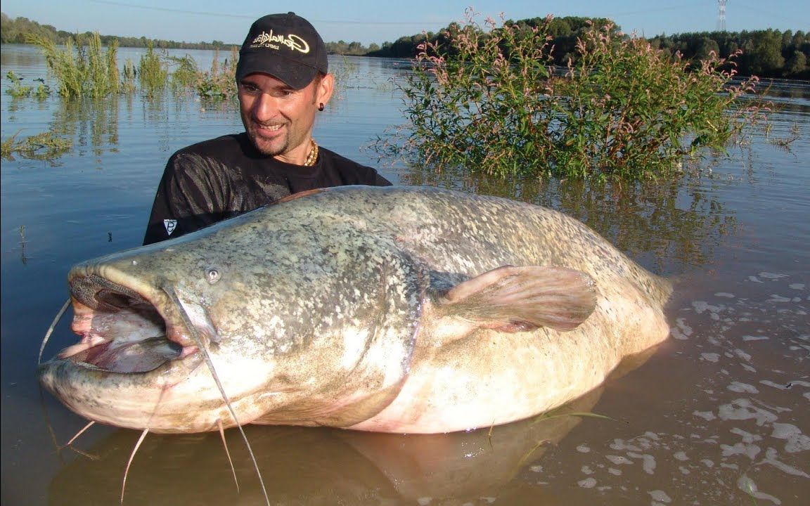 youtube|钓一只巨大的欧洲六须鲇_哔哩哔哩_bilibili