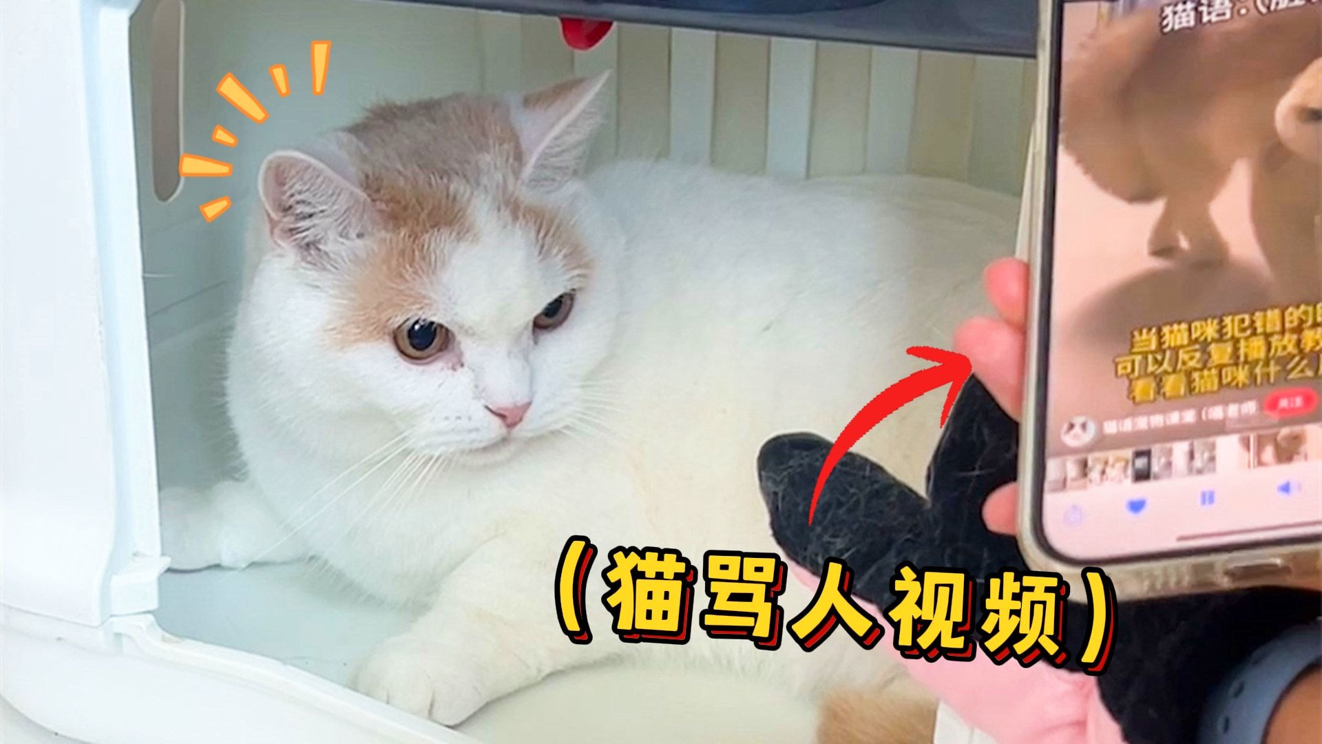 在猫咬电线时,找猫骂它会什么反应?-萌猫宝哥哥-萌猫宝哥哥-哔哩哔哩视频